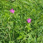 Geranium palustre फूल