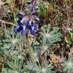 Lupinus spectabilis Hàbitat