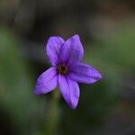 Erodium botrys Blüte