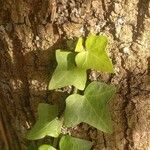 Hedera hibernica Hostoa