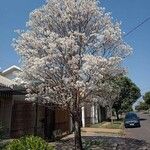 Tabebuia roseoalba Blüte