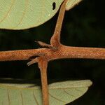 Lonchocarpus costaricensis Rinde