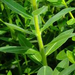 Euphorbia illirica Leaf