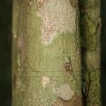 Vouacapoua americana Bark