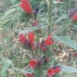 Echium creticum Blomma