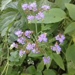 Phacelia congesta موطن