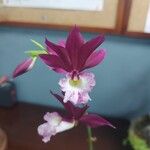 Epidendrum stamfordianum Кветка