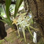 Cyrtorchis ringens Flower