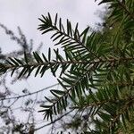 Tsuga canadensis Blad