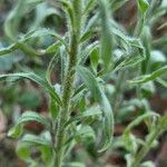 Conyza bonariensis 其他