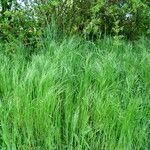 Arrhenatherum elatius Libunga