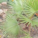 Washingtonia robustaFolha