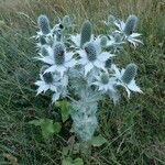 Eryngium giganteum Habitus