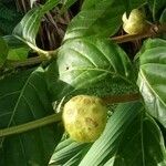 Morinda citrifolia Fruit