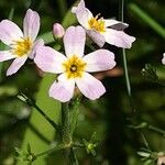 Hottonia palustris Квітка