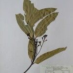 Cinnamomum tamala Altres