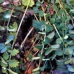 Sanguisorba minor Leaf