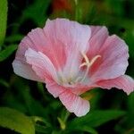 Clarkia amoena Virág