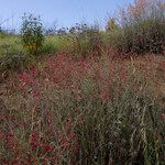 Rumex induratus ফুল