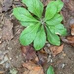 Erigeron pulchellus Leaf