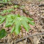 Podophyllum peltatum Lapas