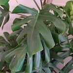 Monstera deliciosa Лист