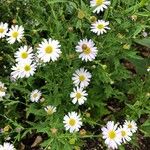 Aster incisus Flower