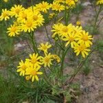 Senecio vernalis Hábito