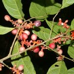 Sorocea affinis Fruit