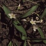 Claytonia rosea Цветок