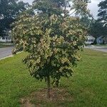 Cornus kousa 整株植物