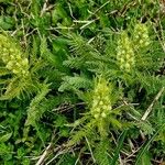 Pedicularis foliosa Flower