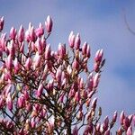 Magnolia liliiflora Buveinė