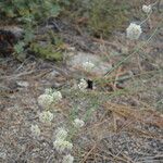 Eriogonum nudum Habitat