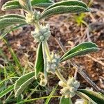 Leucas tomentosa Flower