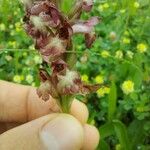 Anacamptis coriophora Květ