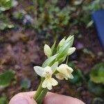 Dactylorhiza insularis Flower