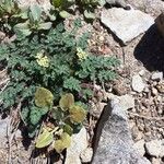 Lomatium martindalei ᱛᱟᱦᱮᱸ