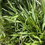 Camassia cusickii Leaf