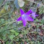 Campanula patulaFlower