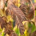 Chasmanthium latifolium Плод