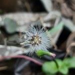 Emilia sonchifolia Cvet