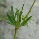 Geranium columbinum Folla