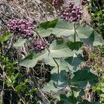 Asclepias cordifolia Habitat