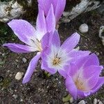 Colchicum speciosum 花