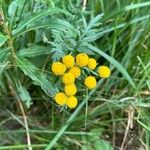 Tanacetum vulgareKvět