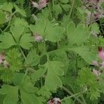 Fumaria muralis Foglia