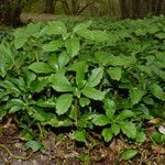 Pachysandra terminalis Характер