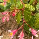 Begonia acutifolia Annet
