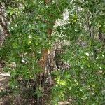 Guaiacum officinale Bark